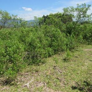 LOTE 013 - Uma área de terras rural em Terra de Areia /RS