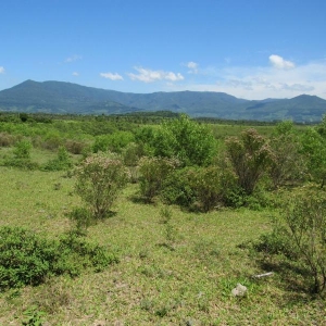 LOTE 013 - Uma área de terras rural em Terra de Areia /RS