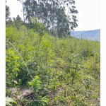 LOTE 001 - Uma Fração de terras de 140.000 m², Matr. 2.662 CRI Agudo
