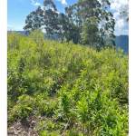 LOTE 001 - Uma Fração de terras de 140.000 m², Matr. 2.662 CRI Agudo