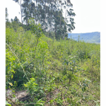 LOTE 001 - Uma Fração de terras de 140.000 m², Matr. 2.662 CRI Agudo