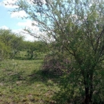 LOTE 001 - UMA FRAÇÃO DE CAMPO DE 150,57 HA, MATR.  16167 CRI ALEGRETE