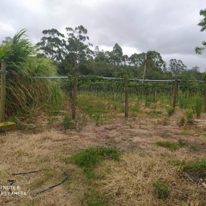 LOTE 017 - Fração ideal de 16,66% da área de 25.097,57m²