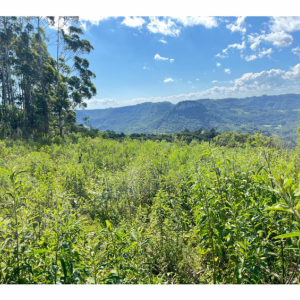 LOTE 001 - Uma Fração de terras de 140.000 m², Matr. 2.662 CRI Agudo