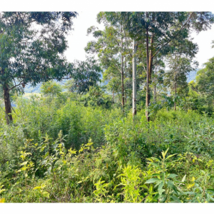 LOTE 001 - Uma Fração de terras de 140.000 m², Matr. 2.662 CRI Agudo
