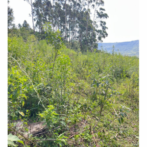 LOTE 001 - Uma Fração de terras de 140.000 m², Matr. 2.662 CRI Agudo