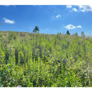 LOTE 001 - Uma Fração de terras de 140.000 m², Matr. 2.662 CRI Agudo