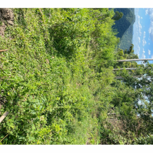 LOTE 001 - Uma Fração de terras de 140.000 m², Matr. 2.662 CRI Agudo