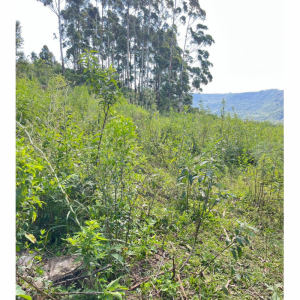 LOTE 001 - Uma Fração de terras de 140.000 m², Matr. 2.662 CRI Agudo