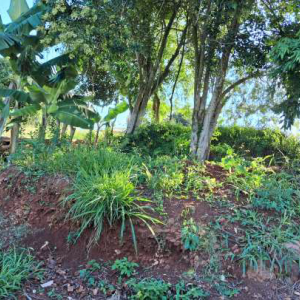 LOTE 003 - Fração ideal de 491,00m², dentro de uma área de cultivados com superfície de 18.208m², Fazenda Vilanova/RS