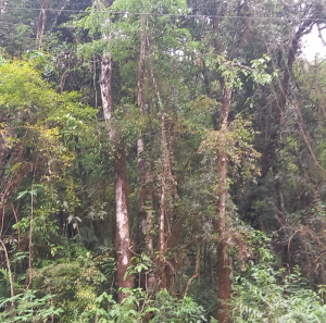 LOTE 001 - Áreas situadas na localidade de Linha Poço da Lage e Linha São João do Jacaré, Relvado/RS