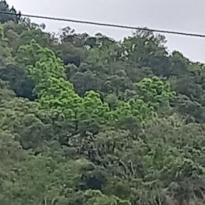 LOTE 001 - Áreas situadas na localidade de Linha Poço da Lage e Linha São João do Jacaré, Relvado/RS