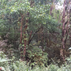LOTE 001 - Áreas situadas na localidade de Linha Poço da Lage e Linha São João do Jacaré, Relvado/RS