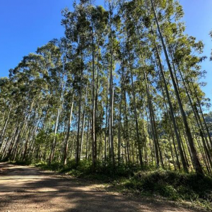 LOTE 001 - Área de 114.660,00m², sem benfeitorias, situada na Linha Três Barras, no Município de Putinga/RS - matrícula n° 8.399 do RI de Arvorezinha/RS