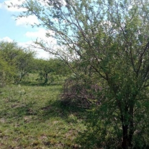 LOTE 001 - UMA FRAÇÃO DE CAMPO DE 150,57 HA, MATR.  16167 CRI ALEGRETE