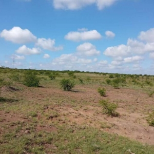 LOTE 001 - UMA FRAÇÃO DE CAMPO DE 150,57 HA, MATR.  16167 CRI ALEGRETE