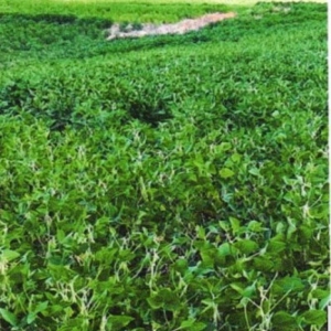 LOTE 002 - UMA FRAÇÃO DE CAMPO DE 9,4397 HECTARES, CFE MATR. 8.218 CRI ROSÁRIO DO SUL