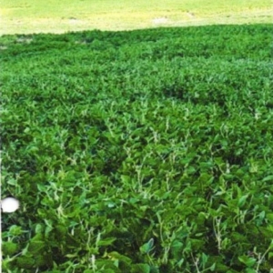 LOTE 002 - UMA FRAÇÃO DE CAMPO DE 9,4397 HECTARES, CFE MATR. 8.218 CRI ROSÁRIO DO SUL