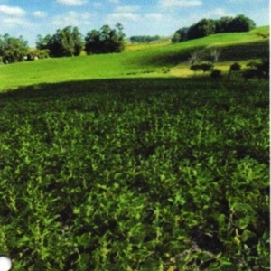 LOTE 002 - UMA FRAÇÃO DE CAMPO DE 9,4397 HECTARES, CFE MATR. 8.218 CRI ROSÁRIO DO SUL