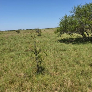 LOTE 001 - DIREITOS E AÇOES HEREDITÁRIOS DE FRAÇÕES DE CAMPO DE 65,16 HA + 49,78 HA, CONFOME MATR 3.279 DO CRI DE ALEGRETE