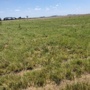 LOTE 001 - DIREITOS E AÇOES HEREDITÁRIOS DE FRAÇÕES DE CAMPO DE 65,16 HA + 49,78 HA, CONFOME MATR 3.279 DO CRI DE ALEGRETE