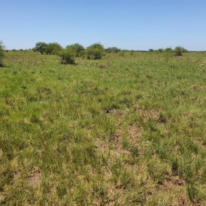 LOTE 001 - DIREITOS E AÇOES HEREDITÁRIOS DE FRAÇÕES DE CAMPO DE 65,16 HA + 49,78 HA, CONFOME MATR 3.279 DO CRI DE ALEGRETE