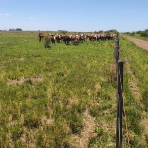 LOTE 001 - DIREITOS E AÇOES HEREDITÁRIOS DE FRAÇÕES DE CAMPO DE 65,16 HA + 49,78 HA, CONFOME MATR 3.279 DO CRI DE ALEGRETE