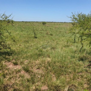 LOTE 001 - DIREITOS E AÇOES HEREDITÁRIOS DE FRAÇÕES DE CAMPO DE 65,16 HA + 49,78 HA, CONFOME MATR 3.279 DO CRI DE ALEGRETE