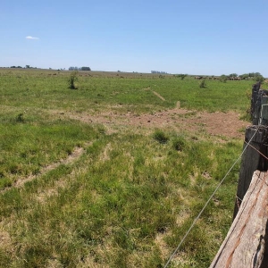 LOTE 001 - DIREITOS E AÇOES HEREDITÁRIOS DE FRAÇÕES DE CAMPO DE 65,16 HA + 49,78 HA, CONFOME MATR 3.279 DO CRI DE ALEGRETE