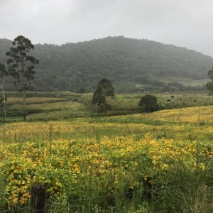 LOTE 02 - Fração de terras com 195.239,50m2, a Linha Pinhal São Francisco, Município de Gramado Xavier