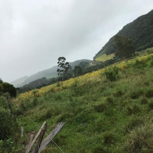 LOTE 02 - Fração de terras com 195.239,50m2, a Linha Pinhal São Francisco, Município de Gramado Xavier