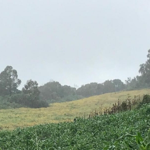 LOTE 02 - Fração de terras com 195.239,50m2, a Linha Pinhal São Francisco, Município de Gramado Xavier