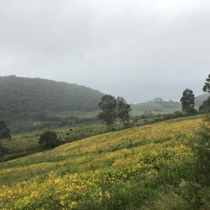 LOTE 02 - Fração de terras com 195.239,50m2, a Linha Pinhal São Francisco, Município de Gramado Xavier