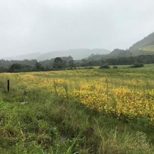 LOTE 02 - Fração de terras com 195.239,50m2, a Linha Pinhal São Francisco, Município de Gramado Xavier
