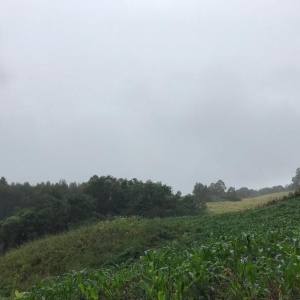 LOTE 02 - Fração de terras com 195.239,50m2, a Linha Pinhal São Francisco, Município de Gramado Xavier