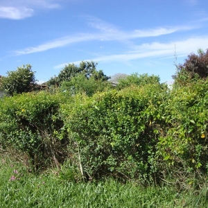 LOTE 10 -  25% de um terreno na Rua João Fischborn, nº 117