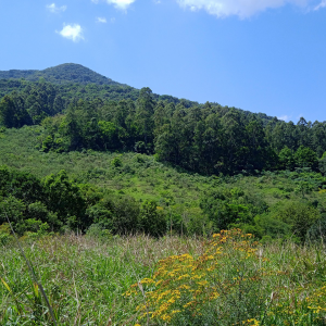 LOTE 004 - Fração de terras com 40.000,00m², dentro de uma área maior de 84.023,14m², localizada na Linha Harmonia, Teutônia/RS.