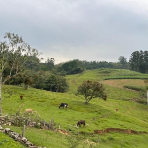 LOTE 005 - Uma fração de terras, com área superficial de 13.612,50m², situada em Linha Arroio Grande, Venâncio Aires/RS