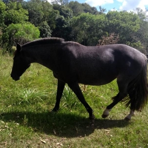 LOTE 01 - LEILÃO DE UMA ÉGUA CRIOULA PELAGEM TORDILHA