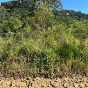LOTE 004 - 1.000M² DE TERRAS CULTIVADAS.