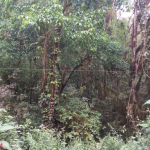 LOTE 001 - Áreas situadas na localidade de Linha Poço da Lage e Linha São João do Jacaré, Relvado/RS