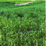 LOTE 002 - UMA FRAÇÃO DE CAMPO DE 9,4397 HECTARES, CFE MATR. 8.218 CRI ROSÁRIO DO SUL