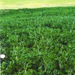 LOTE 002 - UMA FRAÇÃO DE CAMPO DE 9,4397 HECTARES, CFE MATR. 8.218 CRI ROSÁRIO DO SUL