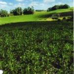 LOTE 002 - UMA FRAÇÃO DE CAMPO DE 9,4397 HECTARES, CFE MATR. 8.218 CRI ROSÁRIO DO SUL