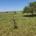 LOTE 001 - DIREITOS E AÇOES HEREDITÁRIOS DE FRAÇÕES DE CAMPO DE 65,16 HA + 49,78 HA, CONFOME MATR 3.279 DO CRI DE ALEGRETE
