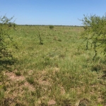 LOTE 001 - DIREITOS E AÇOES HEREDITÁRIOS DE FRAÇÕES DE CAMPO DE 65,16 HA + 49,78 HA, CONFOME MATR 3.279 DO CRI DE ALEGRETE
